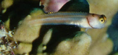 Ecsenius lubbocki